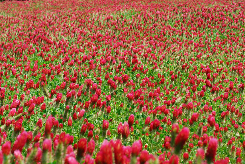 clover field in Alabama